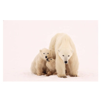 Fotografie Polar Bear Sibling Affection, John Conrad, 40 × 26.7 cm