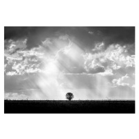 Fotografie Lone tree with heaven ray of, Photo by Benjawan Sittidech, 40 × 26.7 cm