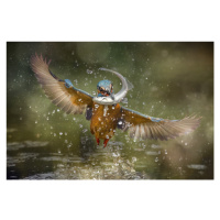 Fotografie Kingfisher, Alberto Ghizzi Panizza, (40 x 26.7 cm)