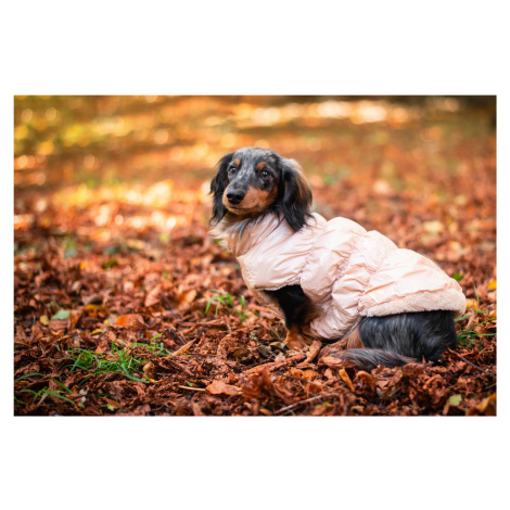 Vsepropejska Warm zimní bunda pro psa s kožichem Barva: Béžová, Délka zad (cm): 19, Obvod hrudní