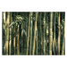 Velkoformátová tapeta Artgeist Bamboo Exotic, 200 x 140 cm