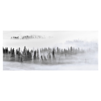 Fotografie Foggy Forest, Mei Xu, (50 x 21.1 cm)