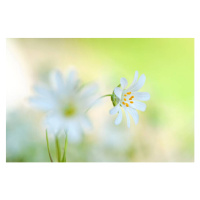 Fotografie Close-up image of the spring flowering, Jacky Parker Photography, (40 x 26.7 cm)