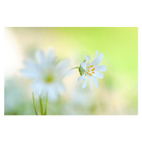 Fotografie Close-up image of the spring flowering, Jacky Parker Photography, 40 × 26.7 cm