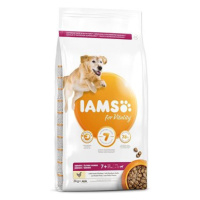 IAMS Dog Senior Large Chicken 3 kg