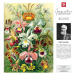 Puzzle Imagination: Ernst Haeckel - Orchidea (1000)