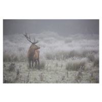 Fotografie Prideful deer, Aitor Badiola, 40 × 26.7 cm