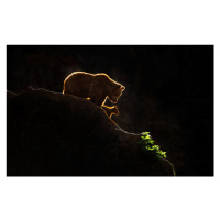 Fotografie Mom bear with cub, Xavier Ortega, 40 × 26.7 cm