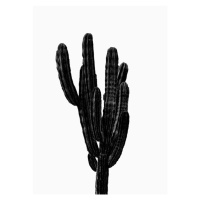 Ilustrace BLACK CACTUS, Finlay & Noa, 30 × 40 cm