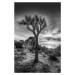 Fotografie Charming Sunset In Joshua Tree National Park, Melanie Viola, 26.7 × 40 cm