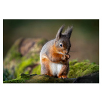 Fotografie Red squirrel feeding, Ian Groves, 40 × 26.7 cm