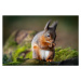 Fotografie Red squirrel feeding, Ian Groves, 40 × 26.7 cm