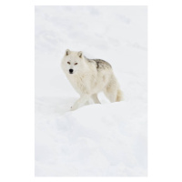 Umělecká fotografie Arctic wolf walking on snow in winter, Maxime Riendeau, (26.7 x 40 cm)