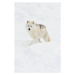 Fotografie Arctic wolf walking on snow in winter, Maxime Riendeau, 26.7 × 40 cm