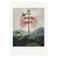 Ilustrace LargeaFlowering Sensitive Plant from The Temple of Flora (1807), Studio Collection, 