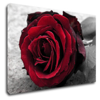 Impresi Obraz Růže na černobílém pozadí - 90 x 60 cm