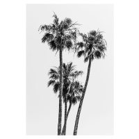 Umělecká fotografie Lovely Palm Trees | monochrome, Melanie Viola, (26.7 x 40 cm)