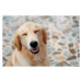 Fotografie A smiley face of golden retriever, Krit of Studio OMG, 40 × 26.7 cm