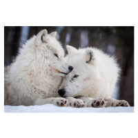 Fotografie Wolf Love, Rick Mousseau Photography, 40 × 26.7 cm