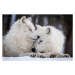 Fotografie Wolf Love, Rick Mousseau Photography, 40 × 26.7 cm