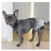 Vsepropejska Cute šedé hárací kalhotky pro psa Obvod slabin (cm): 32 - 38
