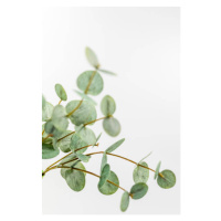 Fotografie Artificial Eucalyptus  with wihte background, Adl Bkefi, 26.7 × 40 cm