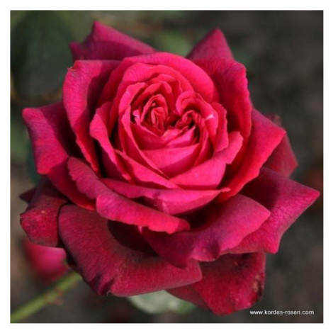 Růže Kordes Parfuma 'Gräfin Diana' 9 litrů