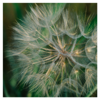 Fotografie Summer Dandelion, Bethany Young, 40 × 40 cm