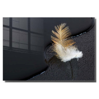 Skleněný obraz 70x50 cm Feather – Wallity