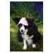 Vsepropejska Mufi kšiltovka pro psa Barva: Šedá, Vzdálenost uší: 10 cm