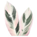 Ilustrace Pink Tropical Leaf, Sisi & Seb, (30 x 40 cm)