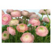 Komar 8-894 Fototapeta květiny - Gentle Rosé, Rozměr 368 x 254 cm