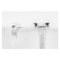 Fotografie Funny Ostrich, Carlo Tonti, 40 × 26.7 cm