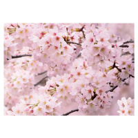 Fototapeta Sakura 180 x 127 cm, 1 díl