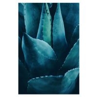 Fotografie Cactus No 4, Kubistika, 26.7x40 cm