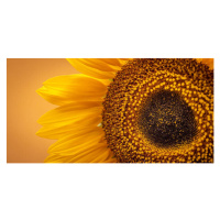 Fotografie Sunflower Banner, Brais Seara, 40 × 20 cm