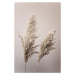 Fotografie Grass 22X, Mareike Bohmer, 26.7 × 40 cm