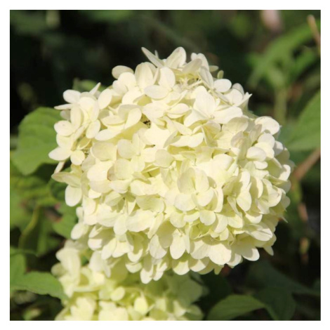 Hortenzie latnatá 'Limelight' květináč 5 litrů, kmínek 60cm, stromek ARBOEKO