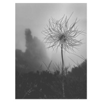 Fotografie Beautiful wild flower Pulsatilla grandis, Pasque, maximka87, 30 × 40 cm