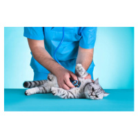 Fotografie Domestic Cat Medical Exam, sefa ozel, 40 × 26.7 cm