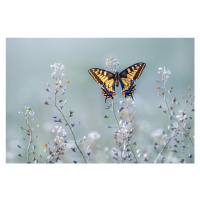 Fotografie Swallowtail beauty, Petar Sabol, 40 × 26.7 cm