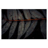 Fotografie Leaf of Staghorn sumac, close-up, Westend61, 40 × 26.7 cm