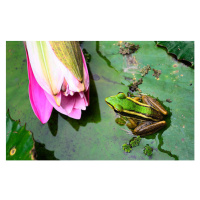 Fotografie Green Frog, tonyoquias, 40 × 24.6 cm