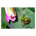 Fotografie Green Frog, tonyoquias, 40 × 24.6 cm