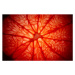Fotografie Grapefruit cure closeup, Stefan Cristian Cioata, 40x26.7 cm