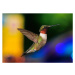 Fotografie Ruby Throated Hummingbird, H .H. Fox Photography, (40 x 30 cm)