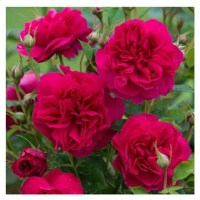 Růže pnoucí D.Austin 'Thomas a Becket' květináč 5 litrů, vyvazovaná