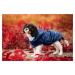 Vsepropejska Winter bunda pro psa s kapucí Barva: Modrá, Délka zad (cm): 24, Obvod hrudníku: 26 