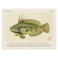 Obrazová reprodukce Watercolour Rainbow Cale Fish from The Voyage to Terra Australis (Vintage Ac