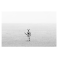 Umělecká fotografie Lonely Zebra, Yun Wang, (40 x 26.7 cm)